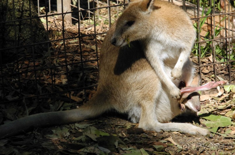 Австралия! Хочется повторить!! (место действия - Сидней)