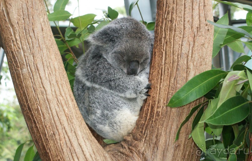 Австралия! Хочется повторить!! (место действия - Сидней)