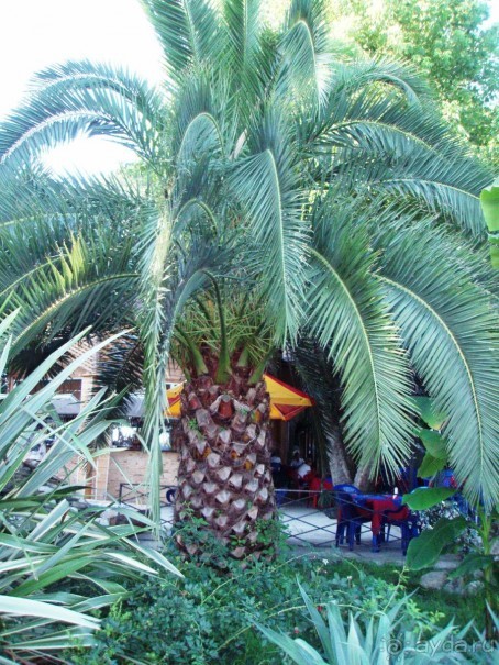 Набережная Старая Гагра