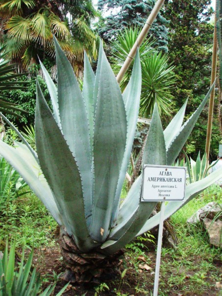 Ботанический сад, г. Сухум