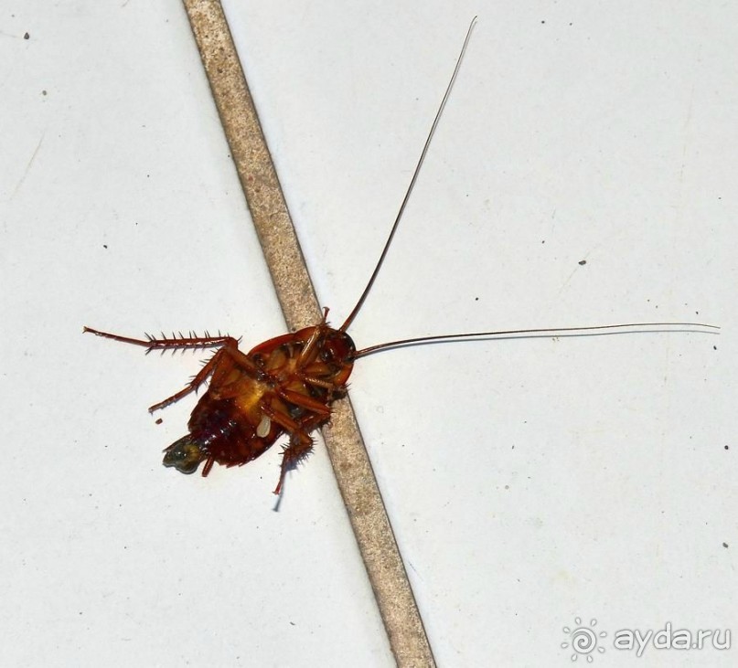 номера укомплектованы ТАРАКАНАМИ