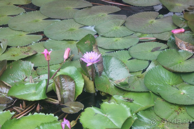 Поездка на Шри-ланку
