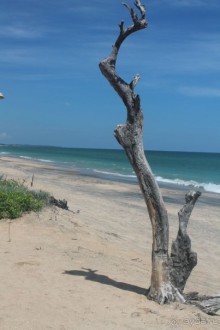 Поездка на Шри-ланку