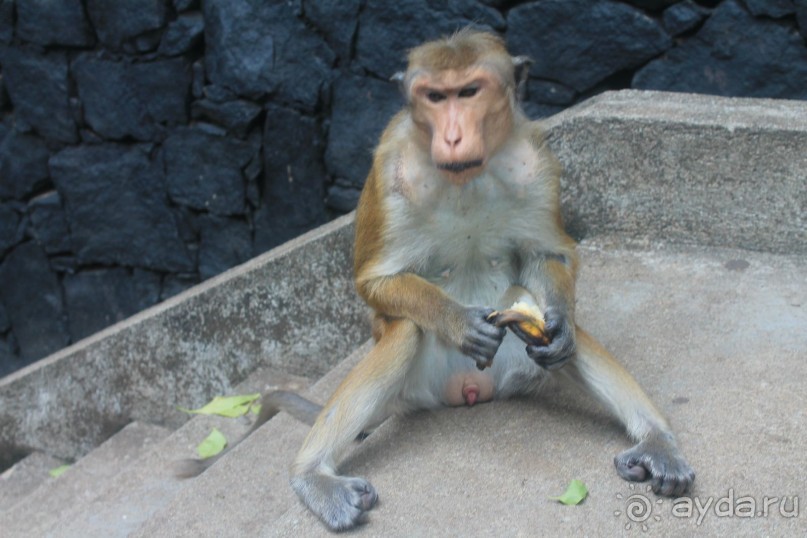 Поездка на Шри-ланку