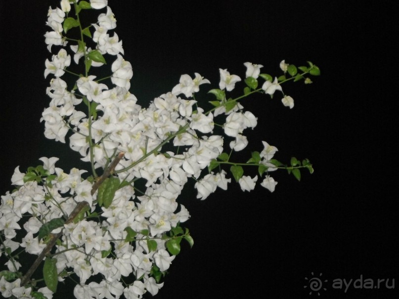 Очень протеворечивые впечатления...