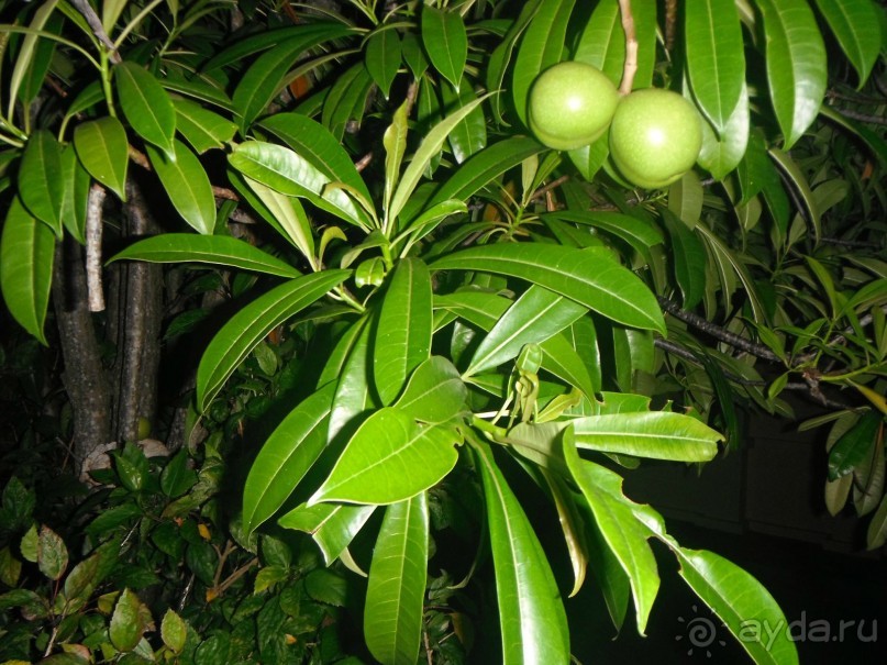 Очень протеворечивые впечатления...