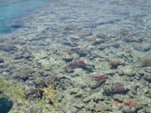 фото Domina Coral Bay Sultan