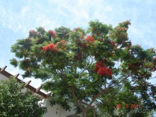 фото Domina Coral Bay Sultan