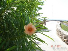 фото Domina Coral Bay Sultan