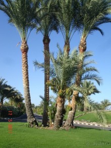 Чудесный "город-отель" на берегу залива Корал-бей