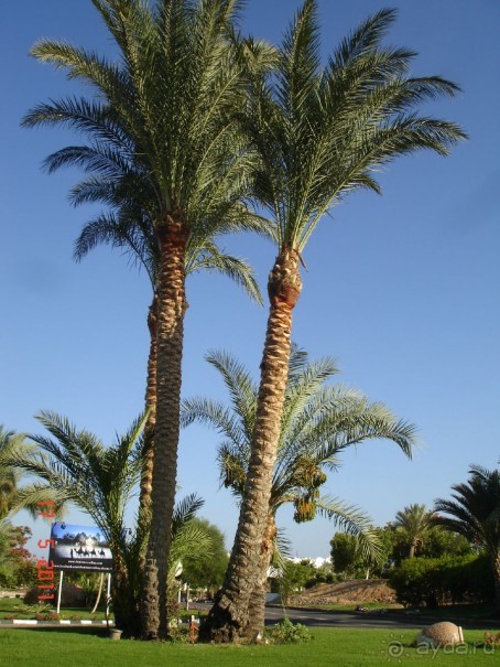 Чудесный "город-отель" на берегу залива Корал-бей