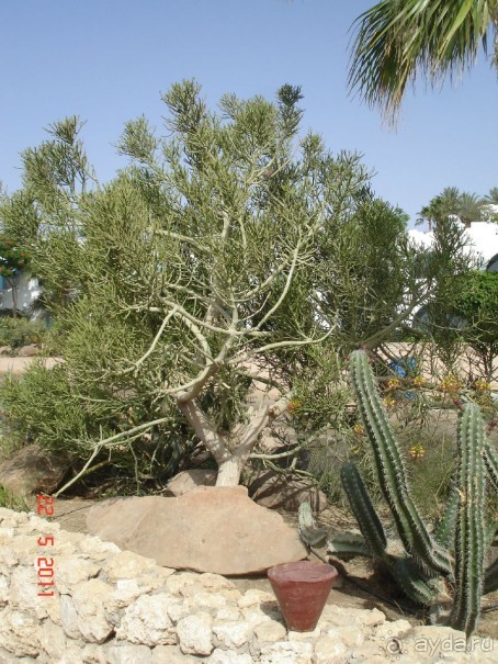 Чудесный "город-отель" на берегу залива Корал-бей