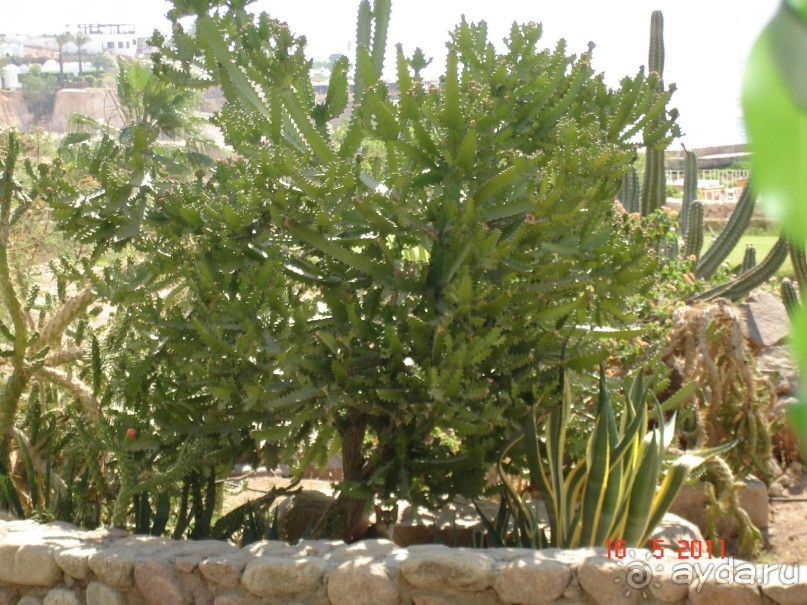 Чудесный "город-отель" на берегу залива Корал-бей