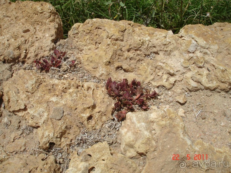 Чудесный "город-отель" на берегу залива Корал-бей