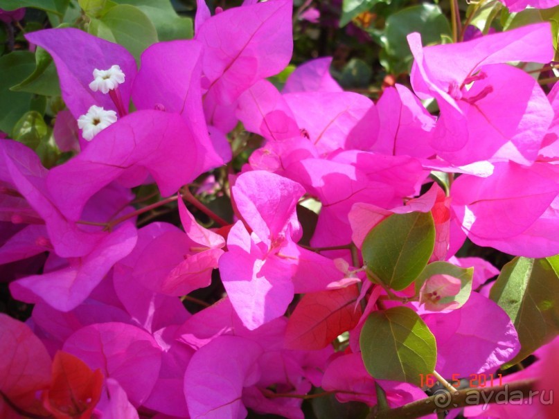 Чудесный "город-отель" на берегу залива Корал-бей