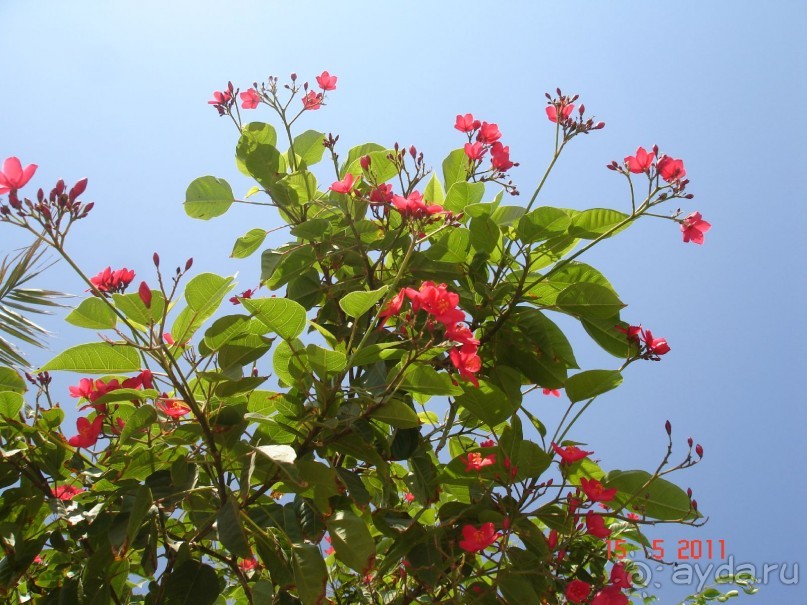 Чудесный "город-отель" на берегу залива Корал-бей