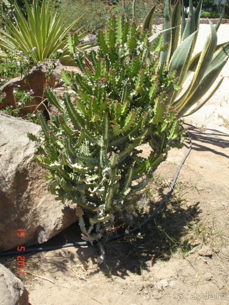 Чудесный "город-отель" на берегу залива Корал-бей