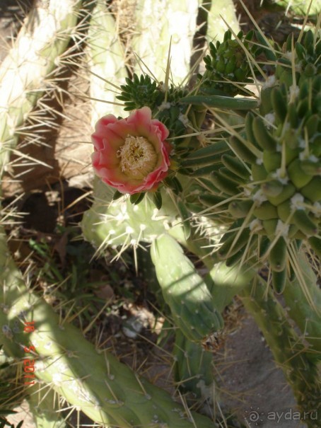 Чудесный "город-отель" на берегу залива Корал-бей