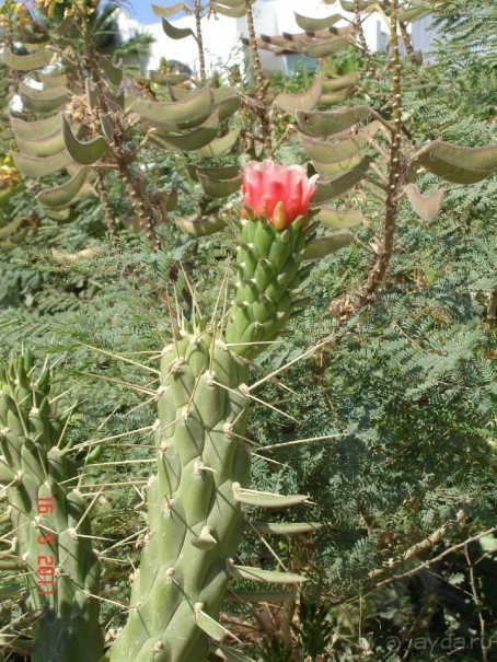 Чудесный "город-отель" на берегу залива Корал-бей