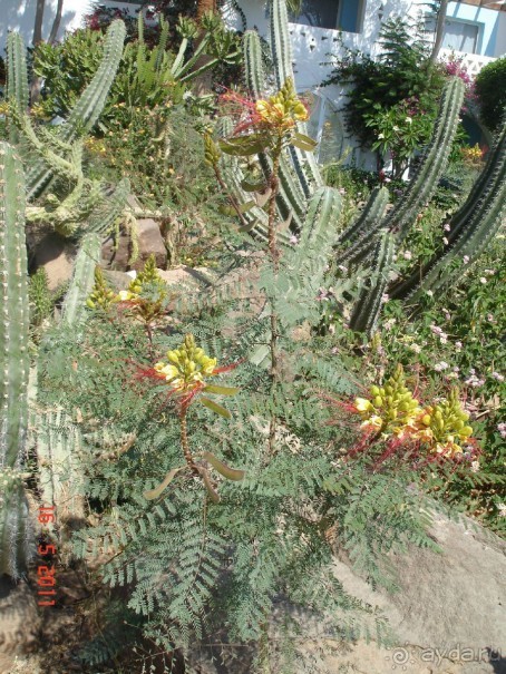 Чудесный "город-отель" на берегу залива Корал-бей