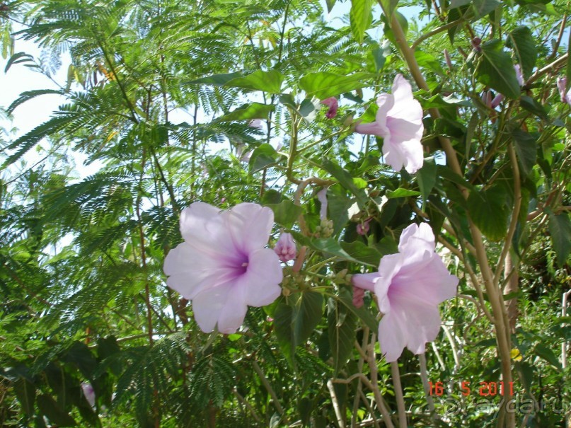 Чудесный "город-отель" на берегу залива Корал-бей