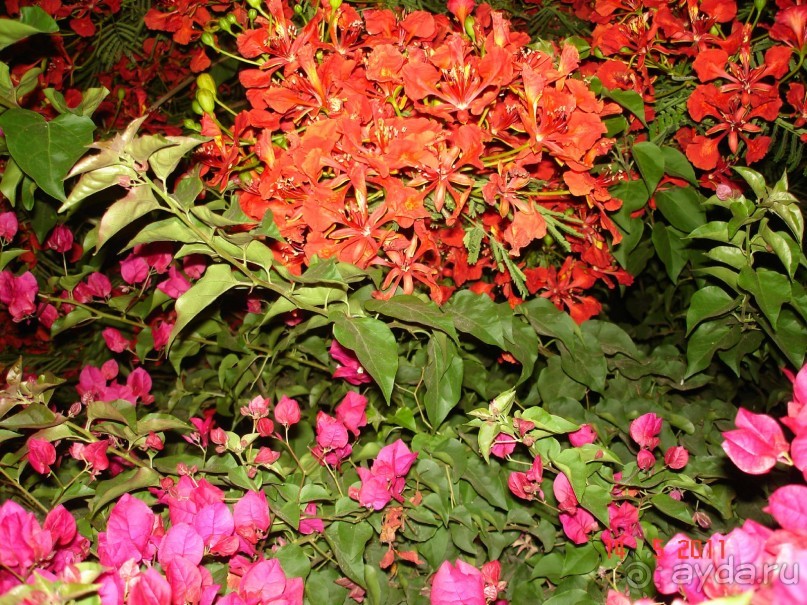 Чудесный "город-отель" на берегу залива Корал-бей