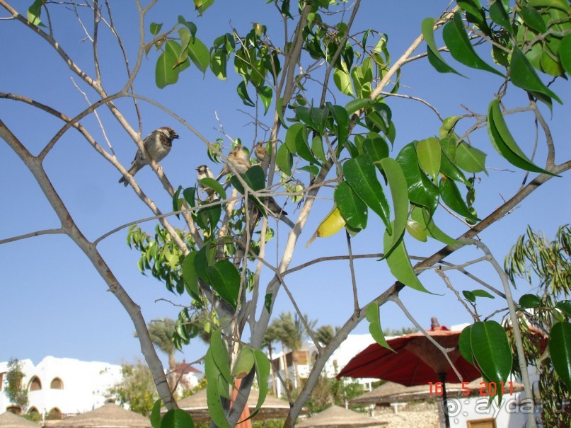 Чудесный "город-отель" на берегу залива Корал-бей