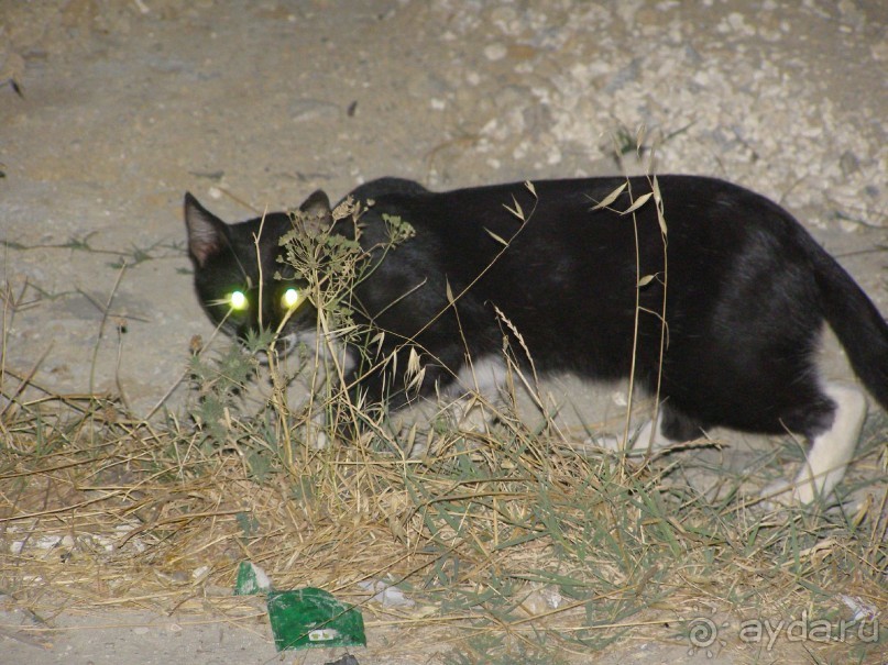 фото Hard Rock Hotel and Casino