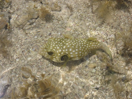 Живность на мелководье