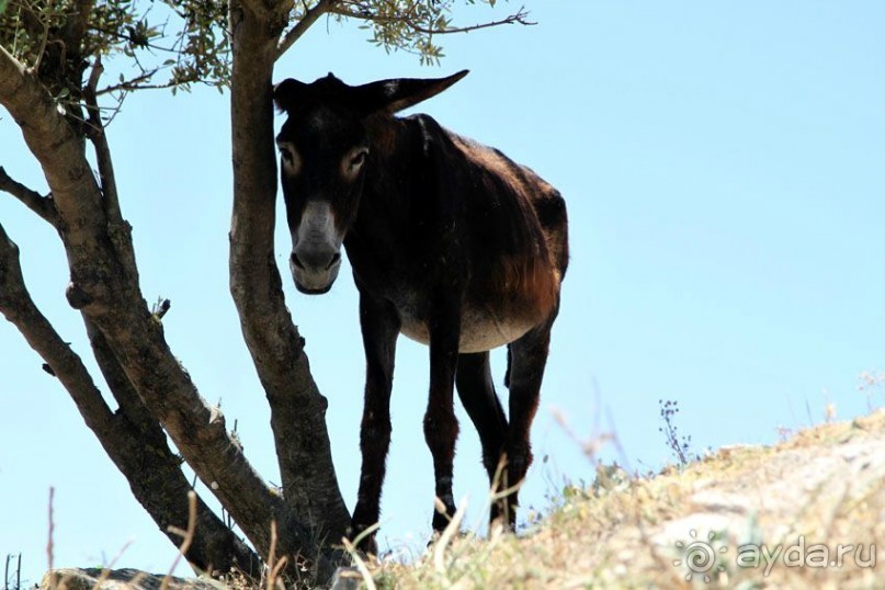 Тунис 2012. Дугга. Карфаген. Сиди Бу Саид