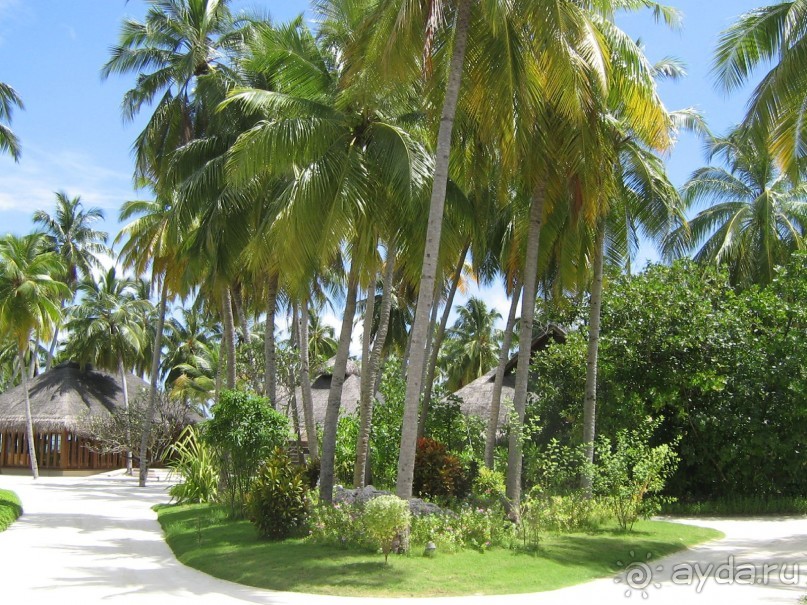 Ayada Maldives - незабываемый отдых вдали от цивилизации