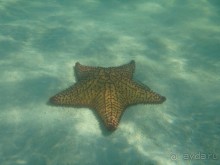 морская звезда