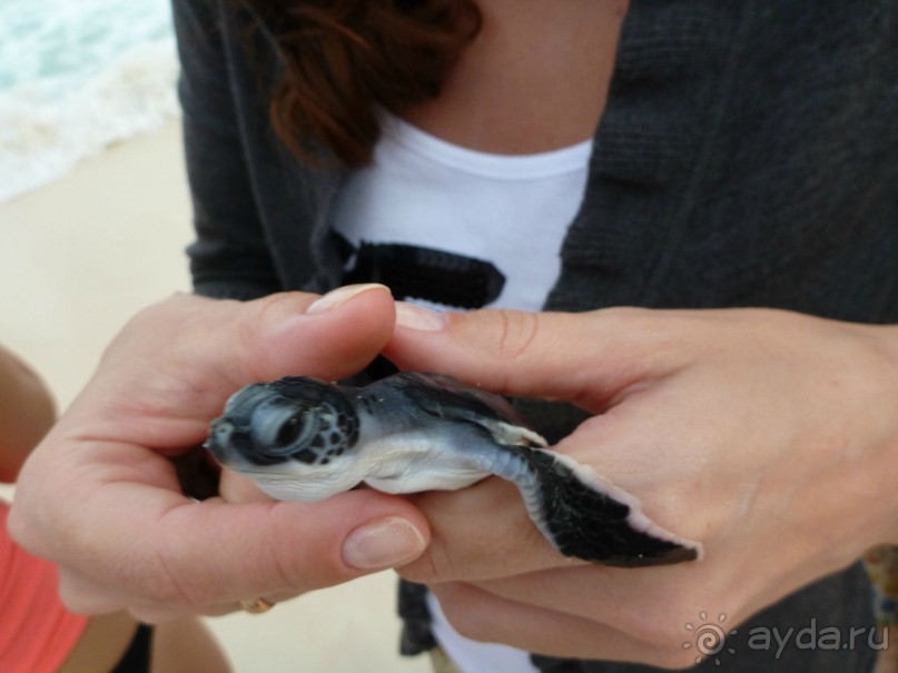 выпускаем черепашат в самостоятельное плавание