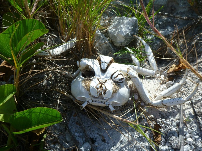 был краб, и нету краба...