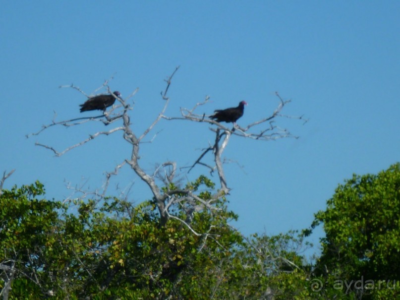 падальщики