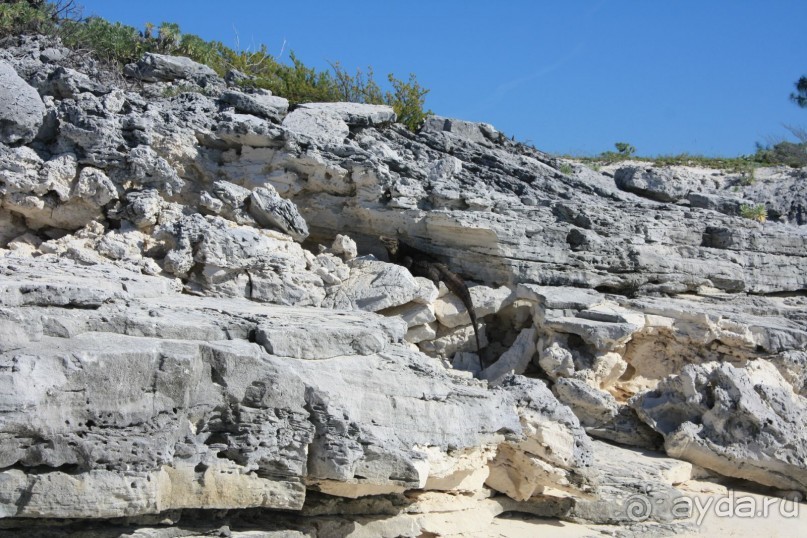 игуана между камнями на пляже