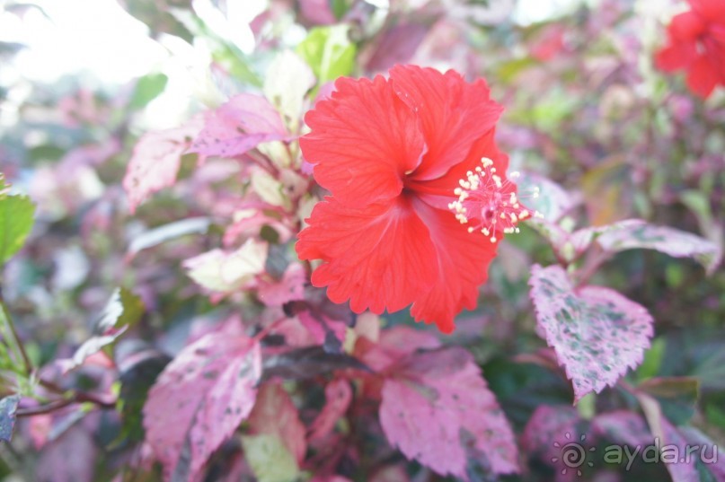 фото Ambassador City Jomtien Marina Tower Wing