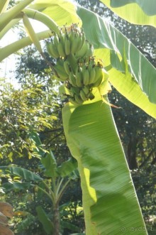 фото Ambassador City Jomtien Marina Tower Wing