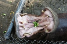 фото Ambassador City Jomtien Marina Tower Wing