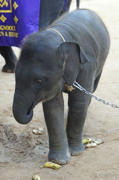 Ambassador City Jomtien Marina Tower Wing