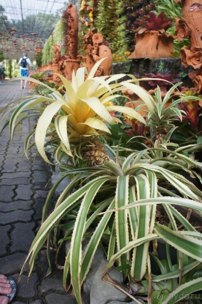 Ambassador City Jomtien Marina Tower Wing