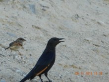 фото Leonardo Inn Dead Sea 