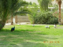 фото Leonardo Inn Dead Sea 