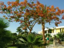 Терртория отеля / Lilly Land