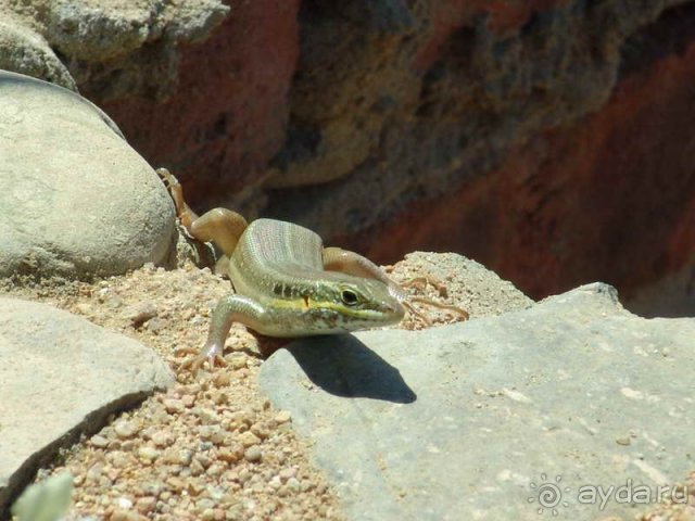 Живность на территории :)
