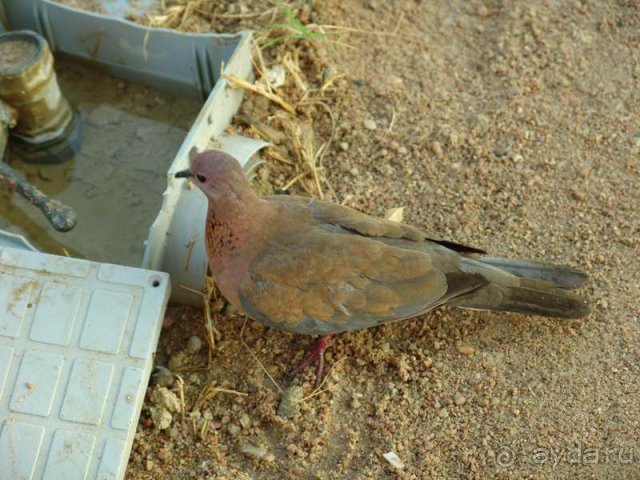 Гулька на пляже