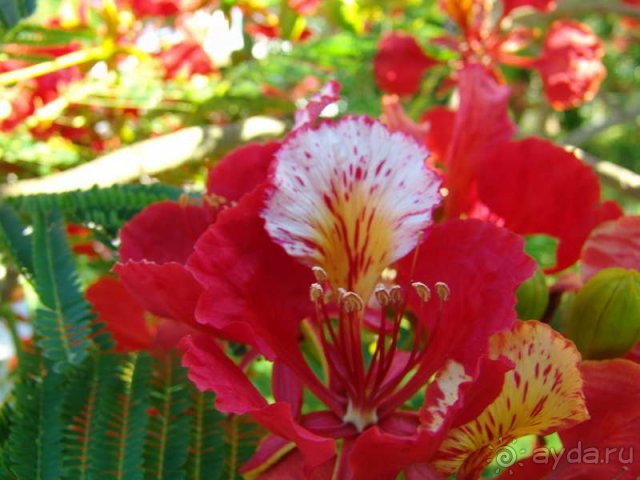 Просто цветочки на дереве