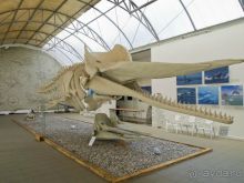 Океан и корабли-музеи