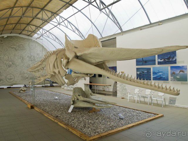 Океан и корабли-музеи