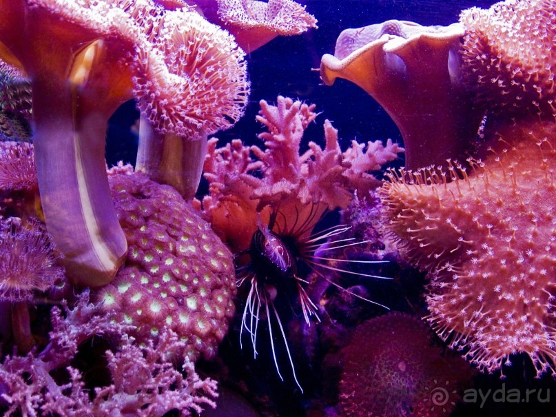 Ради чего стоит посетить Эйлат